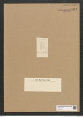 Diatomeae indet. Zeichnungen Sammlung Grunow Nr. 5942 (NHMW-BOT-W0374412)